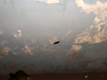 Саратовец попросил Володина, Путина и Человека-паука помочь в борьбе с большими тараканами