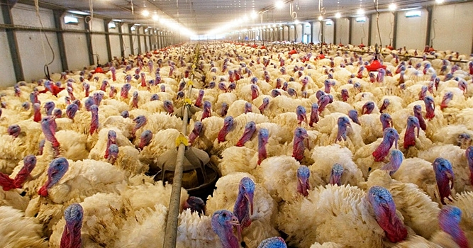 Птицефабрикам Дона возместят часть затрат на производство мяса курицы, индейки и птицы в живом весе