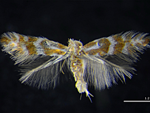 Красноярские ученые открыли новый вид моли