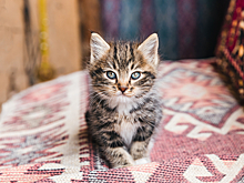 Стало известно, почему котята такие милые