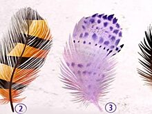 Психологический тест: выберите перышко и узнайте, когда исполнится ваше заветное желание