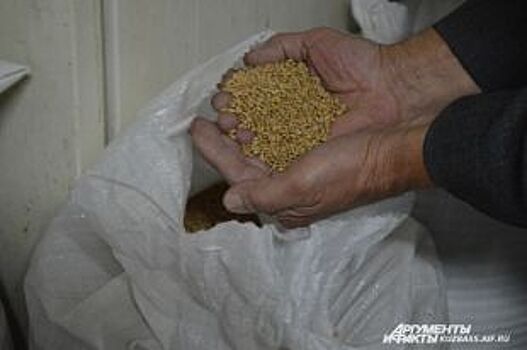 Аграрии Башкирии могут продать в интервенционный фонд порядка 150 тыс. тонн зерна