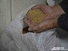 Аграрии Башкирии могут продать в интервенционный фонд порядка 150 тыс. тонн зерна