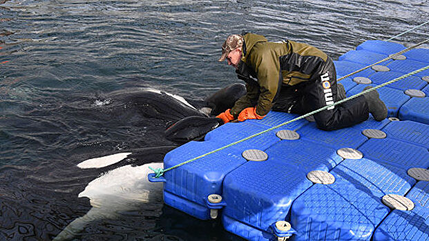Косаток и белух отказываются выпускать из "китовой тюрьмы" в Приморье