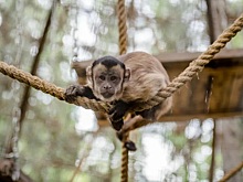 Заботливый папа Изя: почему капуцины в зоопарке не любят ростовскую зиму
