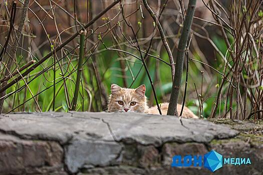 В Батайске неизвестный отрезал задние лапы кошке на самовыгуле