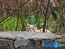 В Батайске неизвестный отрезал задние лапы кошке на самовыгуле