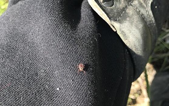 В Курской области зафиксировано 26 случаев клещевого боррелиоза