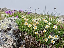 В арктическом Заполярье появились ромашки и одуванчики