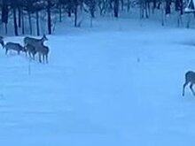В Кузнецком районе косулям помогают подкормочные площадки