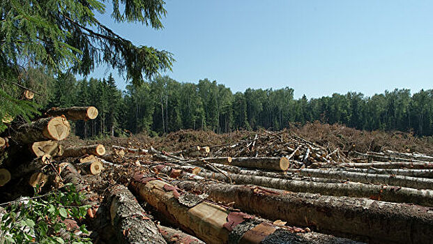 Китай поддержал усилия России по решению проблемы нелегальной вырубки лесов