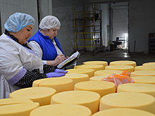 Производитель сыров в Курской области внедряет бережливые технологии