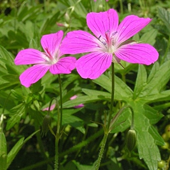 Виды и сорта садовой герани и их использование в ландшафтном дизайне