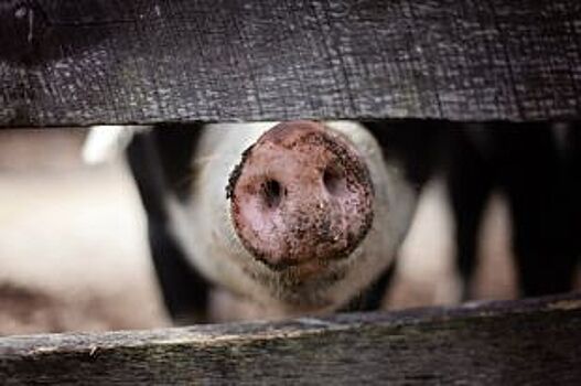 Бездействие санврачей привело к вспышке африканской чумы свиней в Гремячке