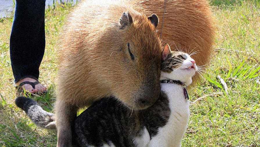 Директор Барнаульского зоопарка Писарев отказался отдать в Японию белого медведя