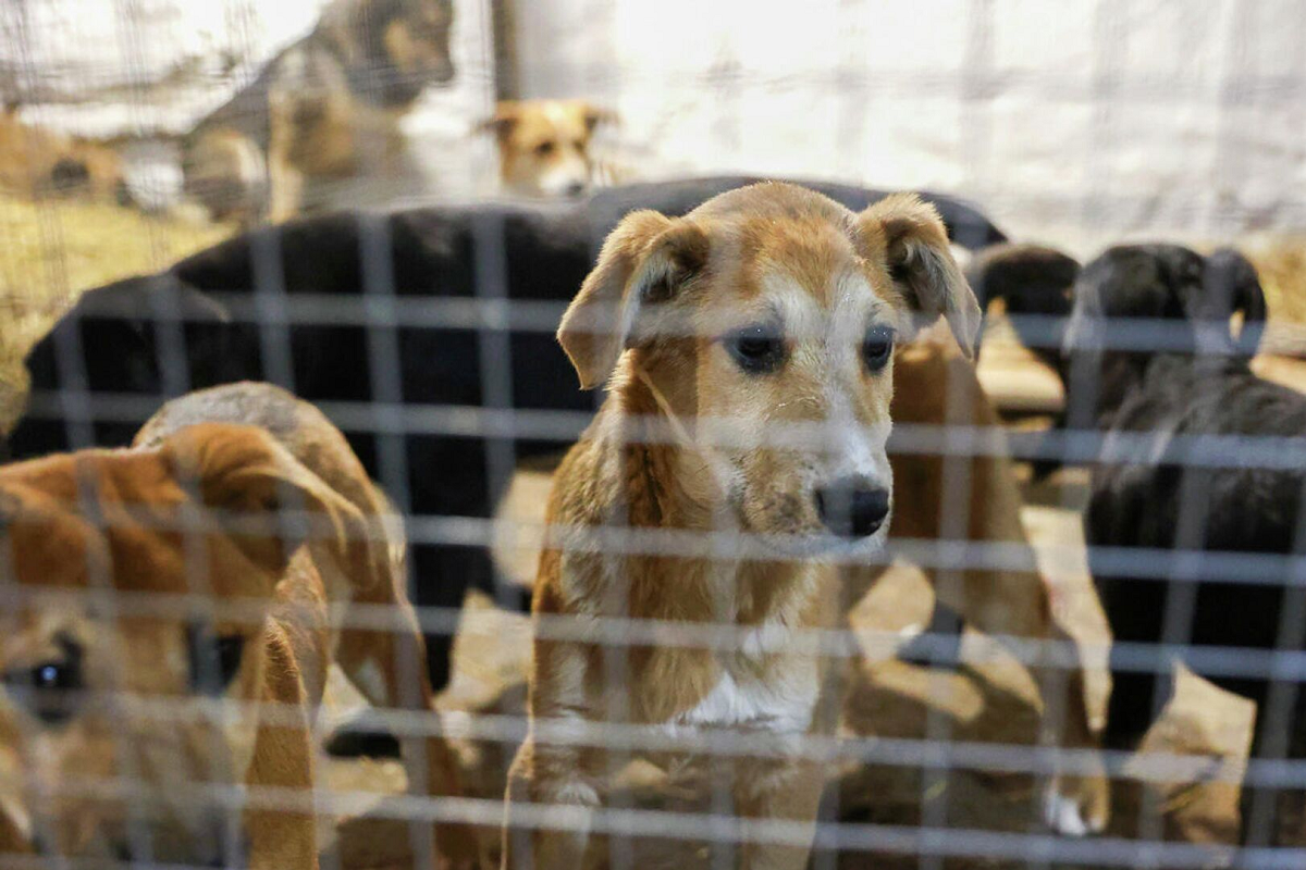 В Томской областной Думе не будут обсуждать инициативу об эвтаназии бездомных животных