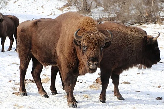 Hormone-addled bison vents its anger on car at Yellowstone National Park