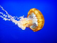 Зоолог рассказала о смертельно опасных медузах и моллюсках