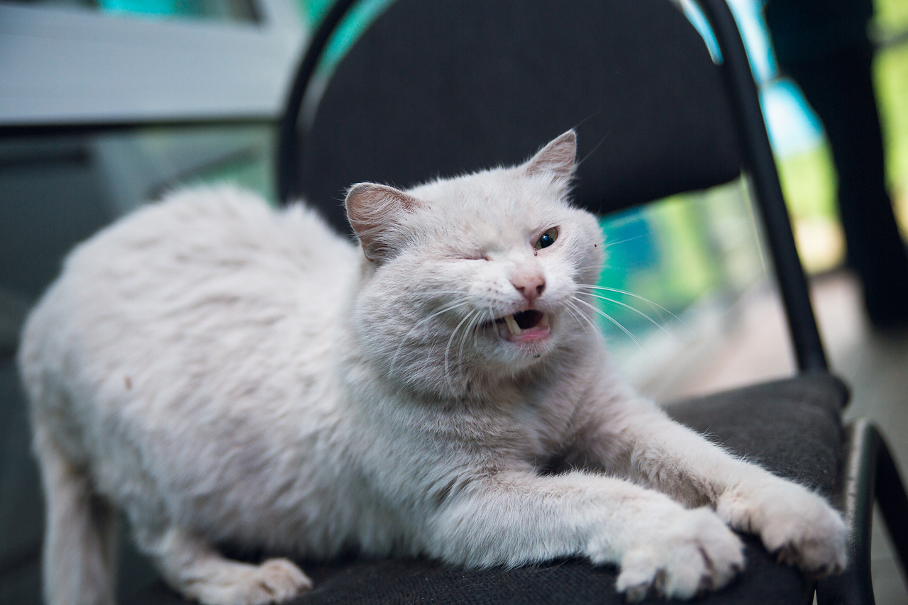 Кошка обрубила в Кузбассе свет