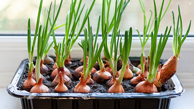 Как вырастить зелёный лук на подоконнике — пошаговое руководство