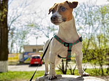 Собаку сбила машина: жители Каменска поссорились в соцсети