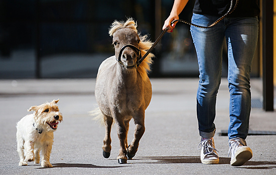 На Алтае выведут «туристическую» породу лошадей