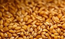 Предприятие не проверило семена озимой пшеницы на ГМО: последствия