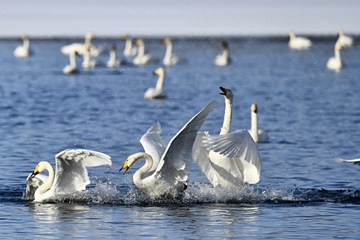 В Калининграде расследуют гибель лебедей