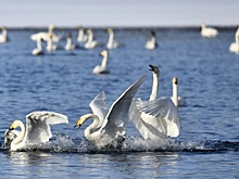 В Калининграде расследуют гибель лебедей