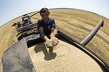 Эксперт рассказал об угрозе квот на экспорт пшеницы