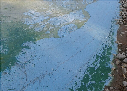 Озеро Сенеж в Солнечногорске покрылось синей пленкой