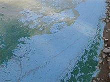 Озеро Сенеж в Солнечногорске покрылось синей пленкой