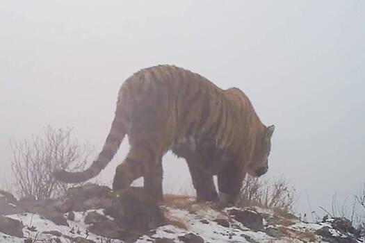 В России заметили грустящего под дождем тигра