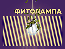 Что такое фитолампа и как ее выбрать. Объясняем простыми словами