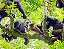 Шимпанзе используют голосовое общение для координации охоты