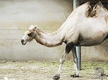 Алжирские верблюды начали превращаться в «зомби»
