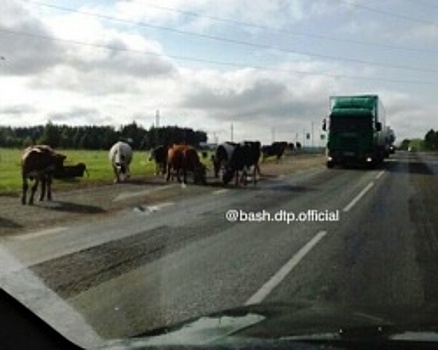 В Башкортостане корова отелилась прямо на дороге