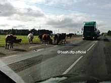 В Башкортостане корова отелилась прямо на дороге