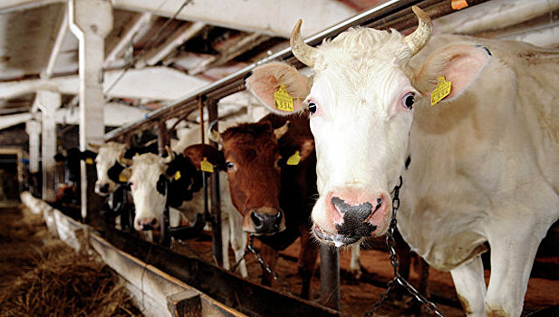 Украина начнет поставки говядины в Китай