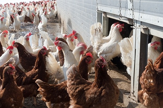 «Равис» и «Уралбройлер» попались на производстве опасного мяса птицы