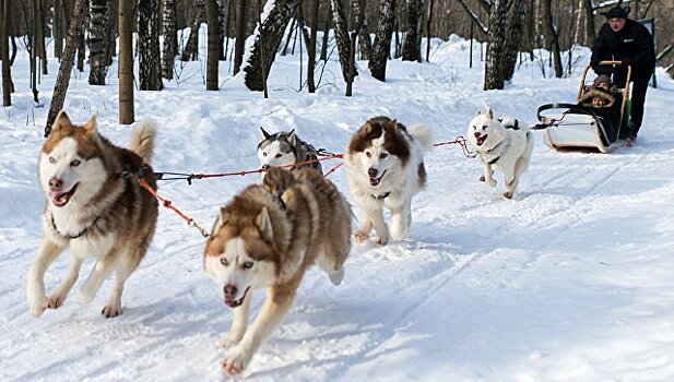 Гонки на собачьих упряжках пройдут на Кубани и в Адыгее