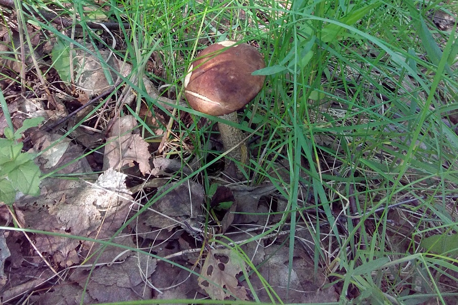 Сезон открыт: три секретных места, где уже можно собирать грибы