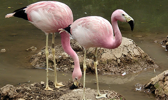 Редкие андские фламинго отложили яйца впервые за 15 лет