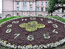 В Кургане предложили создать и запустить живые «Цветочные часы»