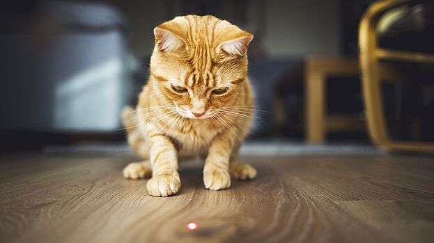 Как лазерная указка может навредить вашей кошке