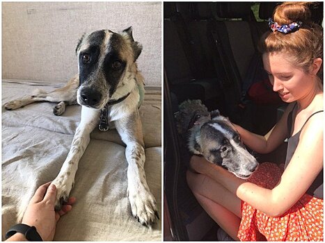 Пес Птица, которого в Петрозаводске чуть не убили живодеры, переехал к петербургской певице