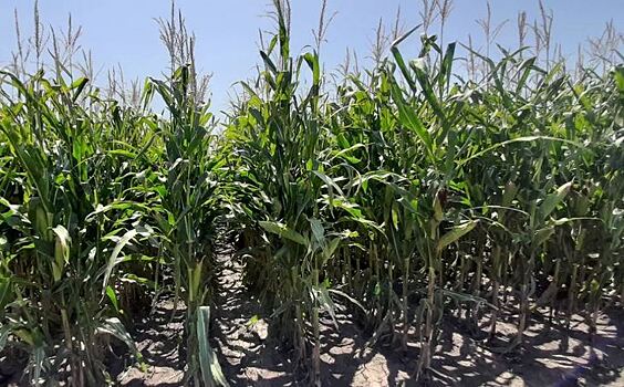 Сколько фосфора «ест» кукуруза на самом деле