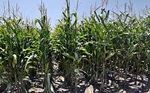 Сколько фосфора «ест» кукуруза на самом деле