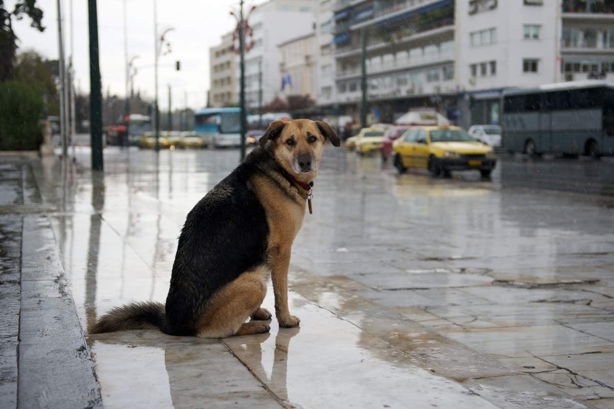Как в России будут идентифицировать домашних и безнадзорных животных: рассказывает кинолог