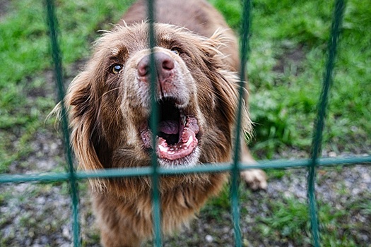 Законодатели хотят дать сотрудникам МВД право наказывать хозяев агрессивных псов